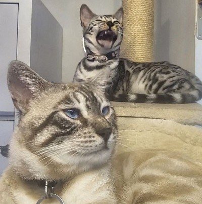 cat