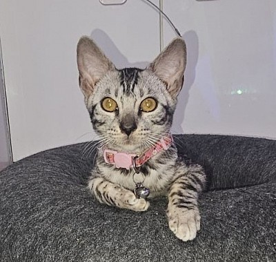 cat