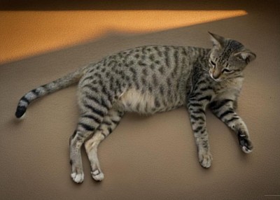 cat