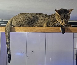 cat