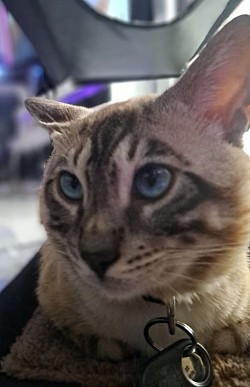cat