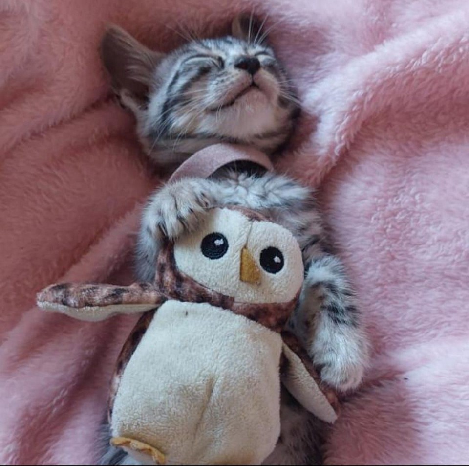 cat