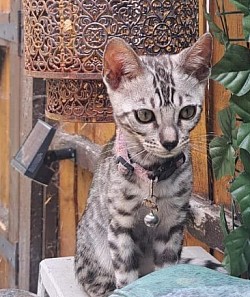 cat