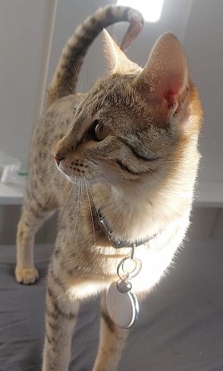 cat