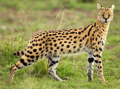 cat