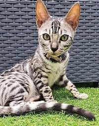 cat