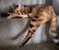 cat