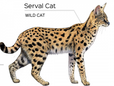 cat
