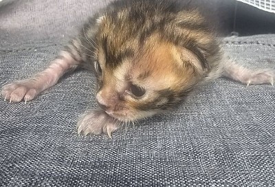 cat