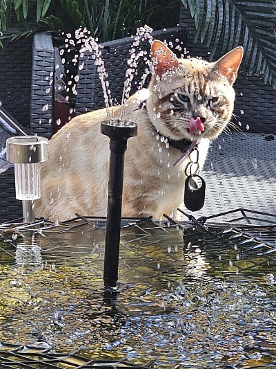cat