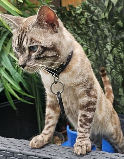 cat
