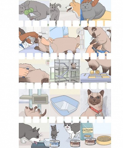 cat