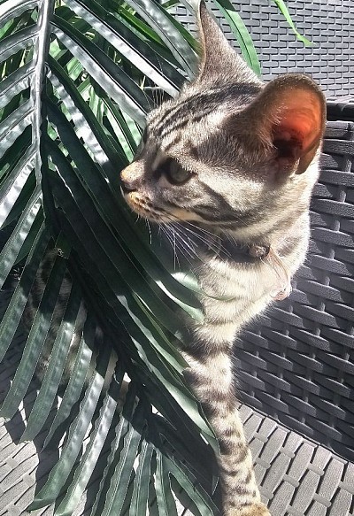cat