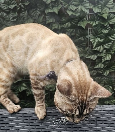 cat