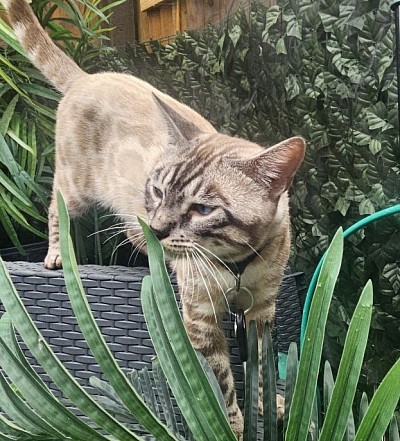 cat