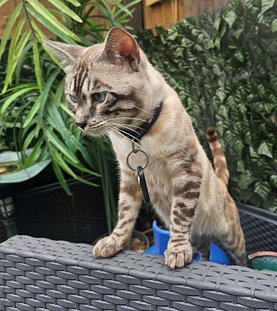 cat