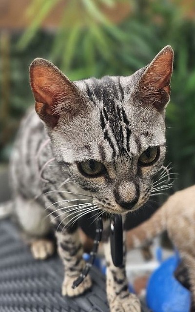 cat