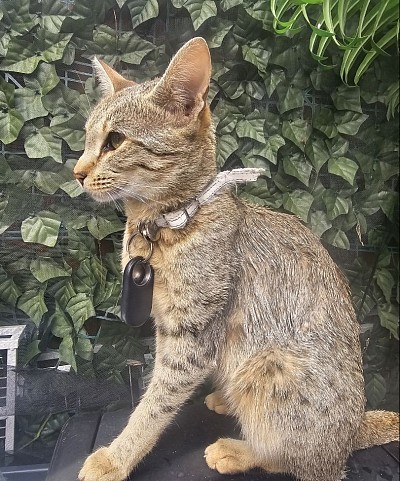 cat