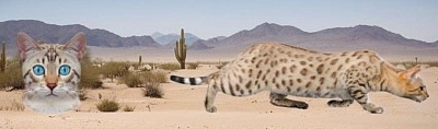 cat