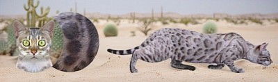 cat