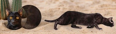 cat