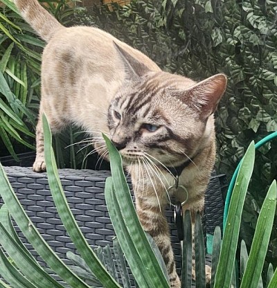 cat