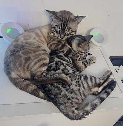 cat
