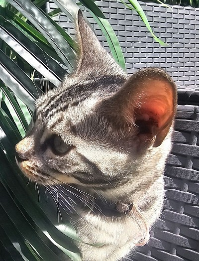 cat