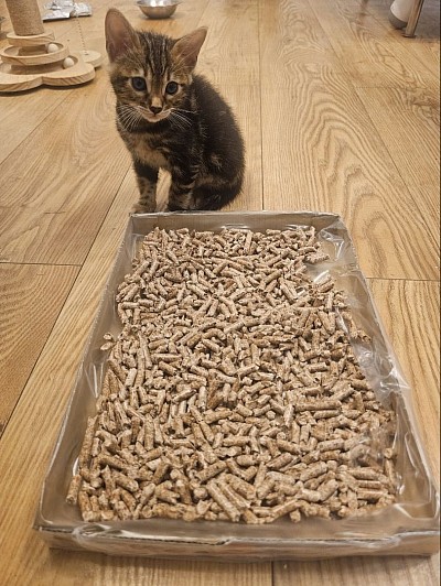 cat
