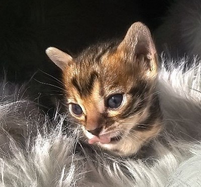 cat