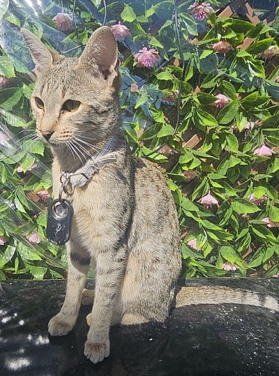 cat