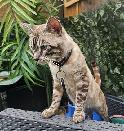 cat