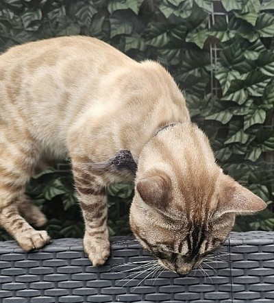 cat