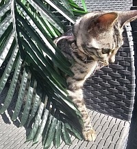 cat