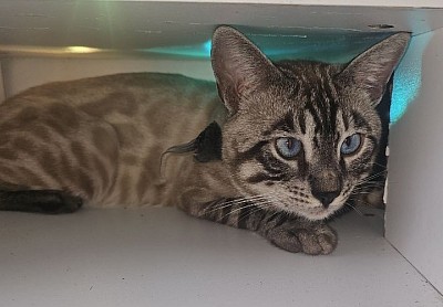 cat